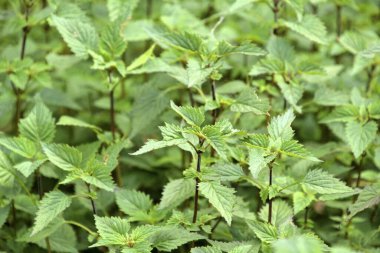 Doğada ısırgan otu, yakın.