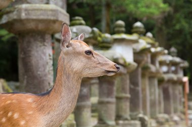 Japonya 'daki sevimli geyik, Nara Parkı