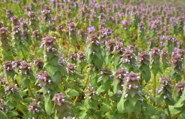 Tarladaki çiçek tarlaları. seçici odak