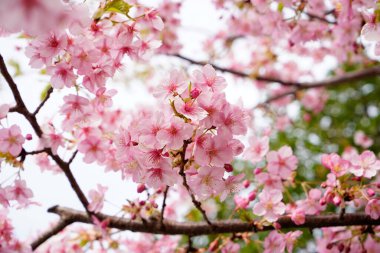 Bahar kiraz çiçekleri Bahçe