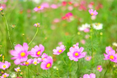 Bahçede kozmos çiçekleri