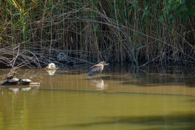 Kuş durgun suyun yanında duruyor