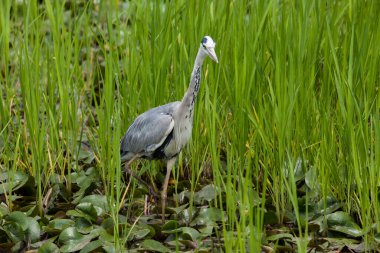 Göldeki balıkçılkuşu