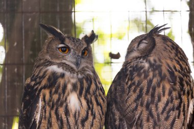 Güzel baykuşların yakın görüntüsü