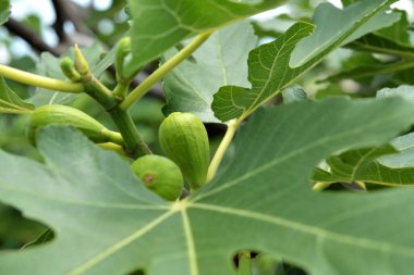 Meyveli yeşil incir ağacı