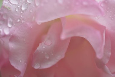 Renkli bahar çiçeklerinin yakın çekimi, doğal arkaplan 