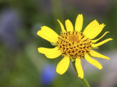 Bahçedeki güzel sarı çiçekler