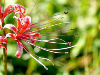 Çiçeğin kırmızı yıldızı, doğa florası, yaz