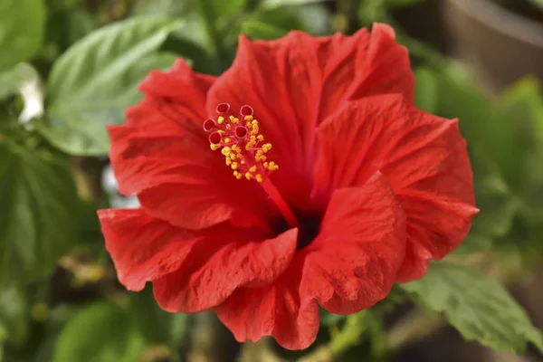 stock image red hibiscus flower in the garden