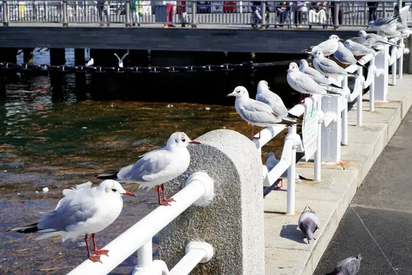 Seagulls Pier City — Stock Photo, Image