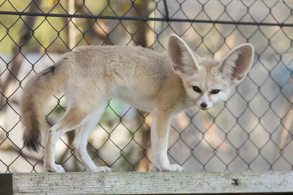 Fennec Fox Vulpes Zerda Zoológico — Foto de Stock