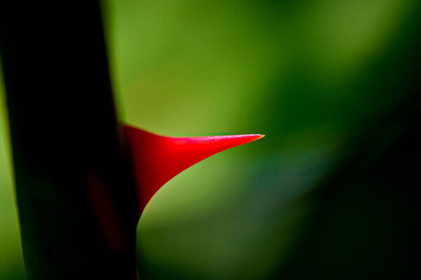 close up of sharp thorn of the rose plant