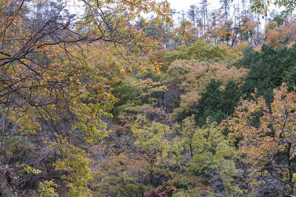 Осенние листья на дереве Японии