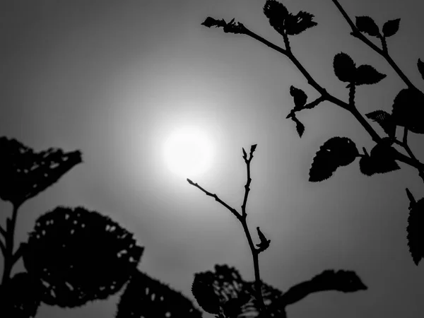 silhouette of tree branches against sun, black and white