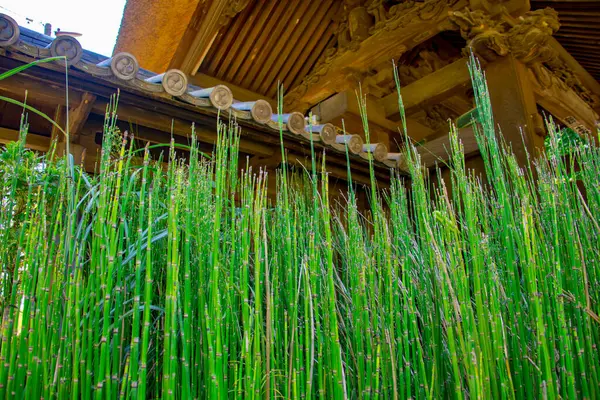 Зеленый Бамбуковый Забор Саду — стоковое фото