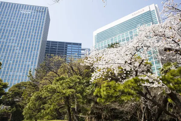 Nagy Zöld Fák Cseresznyefák Virágoznak Ellen Modern Épületek Ázsiai Városban — Stock Fotó