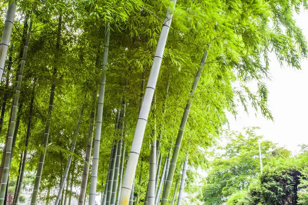 Krásný Výhled Bambusové Stromy Parku Létě — Stock fotografie