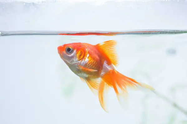 Милая Золотая Рыбка Аквариуме Крупным Планом — стоковое фото