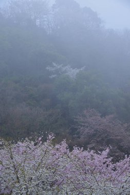 Sisli Japonya 'da kiraz çiçeği zamanı