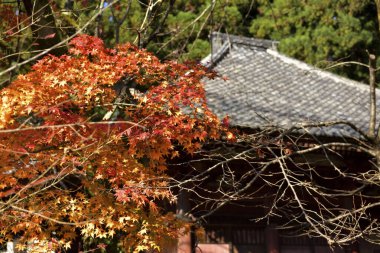 Renkli akçaağaç yapraklı güzel sonbahar manzarası