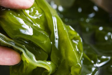 Ahşap arka planda yeşil organik deniz yosunu tutan el.