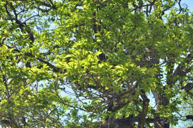 Yeşil yapraklı ağaç dalı ve mavi gökyüzü arkaplanı