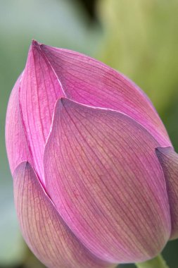 Gölette nilüfer çiçeği