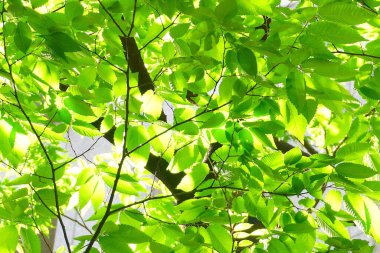Güneş ışığında yeşil yapraklar, doğa arka planı 