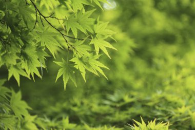 Ormanda yeşil yapraklar