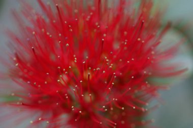 Bahçedeki kırmızı çiçek