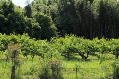 Ormanda yeşil ağaçlar ve çalılar.