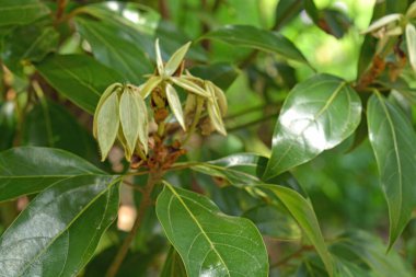 Bahçedeki bir ağacın yeşil yaprakları.