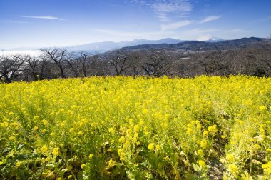 Sarı çiçekler tarlada 