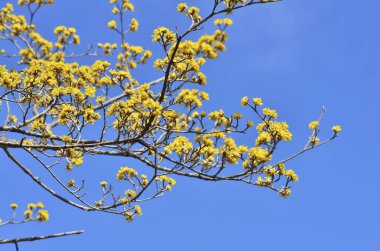 Ağaçtaki sarı çiçekler.