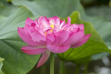 Gölette nilüfer çiçeği