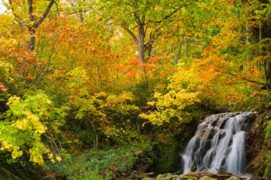 Japonya 'daki ormanda güzel bir şelale.