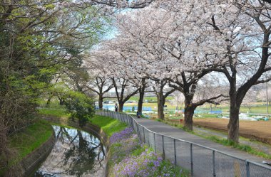 Japonya 'da kiraz ağaçları