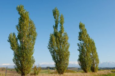 Sonbahar manzarası, dağlarda yeşil ağaçlar