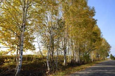 autumn landscape with a birch trees 