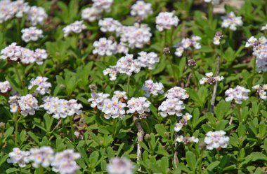 Bahçedeki güzel çiçekler