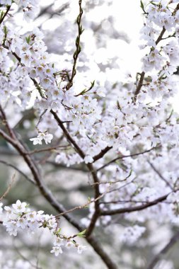 Kiraz çiçeği, sakura güzel arka plan manzarası 