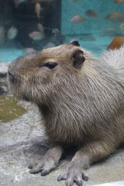 Şirin bir Capybara 'nın yakın çekimi.