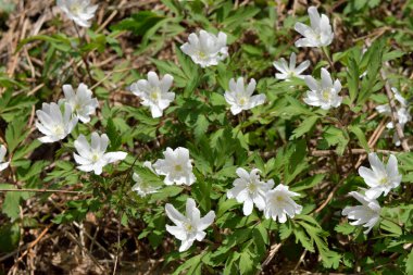 Ormanda güzel çiçekler