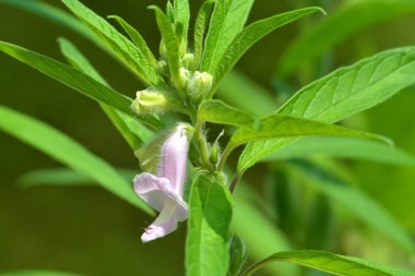 Adaçayı çiçekleri..