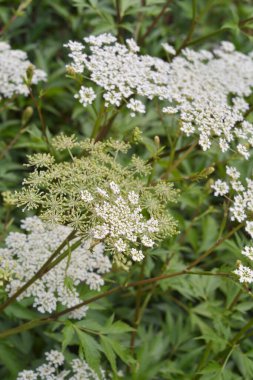 Yaşlı olanın beyaz çiçeği (sambucus nigra ).