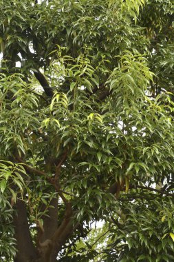 Yeşil yapraklı güzel ağaç, yaklaş 