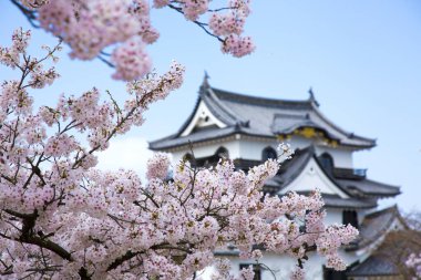 Japonya 'da Bahar Kiraz Çiçeği Sahnesi