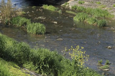 Parktaki nehrin güzel bir görüntüsü.