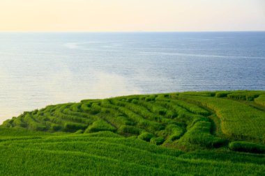 Gün batımında yeşil pirinç tarlaları 