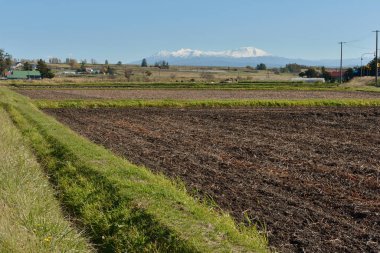 Güneşli bir sonbahar gününün arka planında mısır ve mısır tarlası